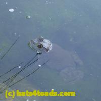 /home//u458753944/public_html/sourcegallery//Frogs/More bullfrogs/P5240028.JPG